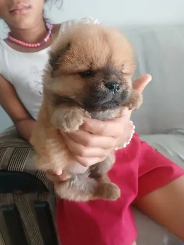 Chow chow filhote promoção