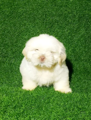 Shih-Tzu machos a pronta entrega
