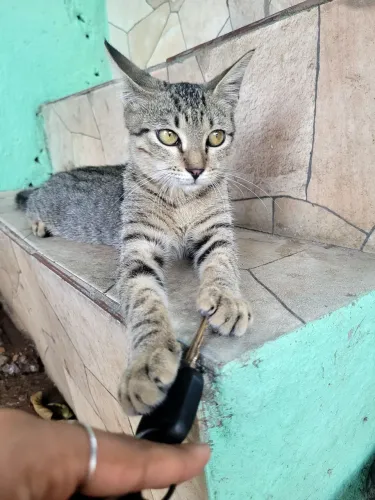 Adoção responsável 