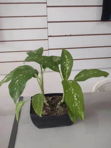 Plantas diversas