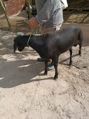 Carneiro