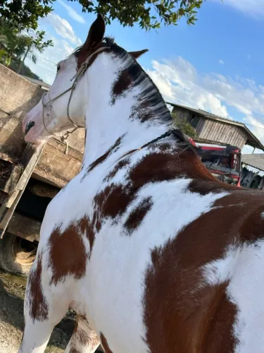 Vendo égua oveira 