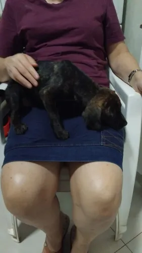 Doação do filhote fêmea 