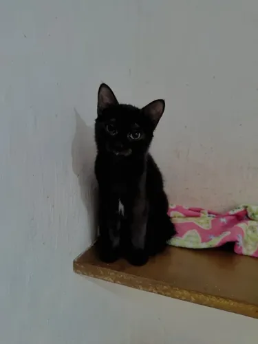 Gatas filhotes pretinhas 4 meses 