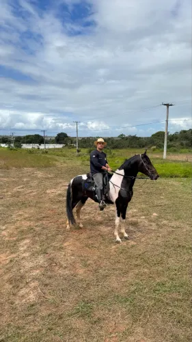Potro Campolina