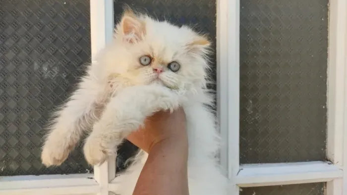 Gato Persa lindos filhotinhos com linhagem top