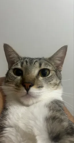 Adoção de gata castrada