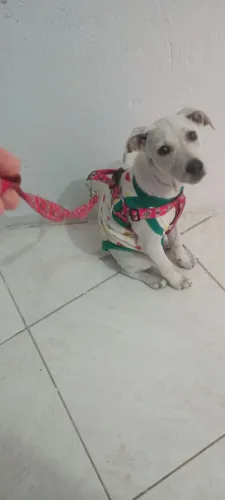 Doa se cadelinha 3 meses