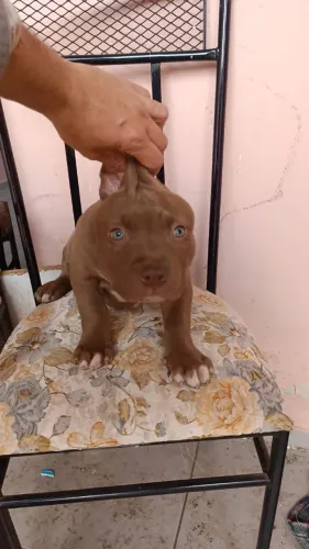 Filhotes de Pit Monsters com pedigree IBC disponível vacinados e vermífugados