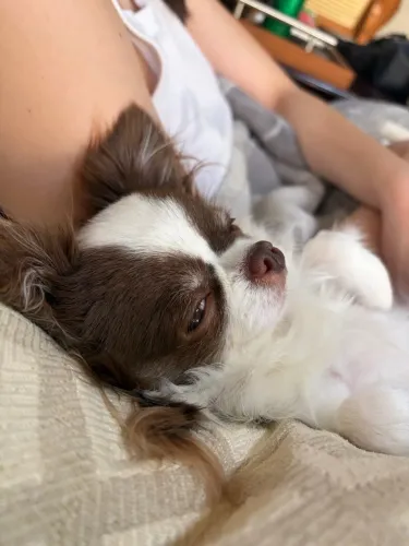 Chihuahua