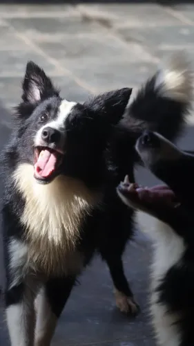 Border Collies Fêmeas Pedigree 