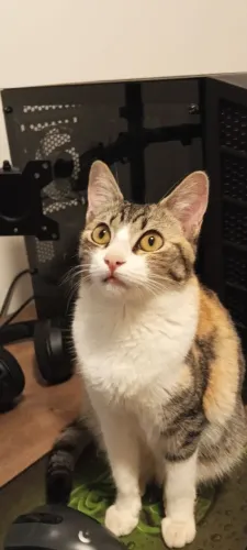 Doação gato fêmea tricolor
