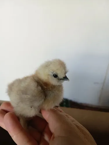 Pintinhos de Sedosa do Japão 