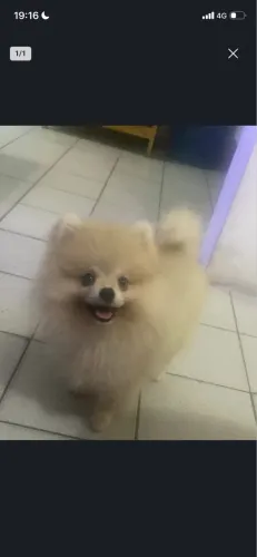 Lulu macho
