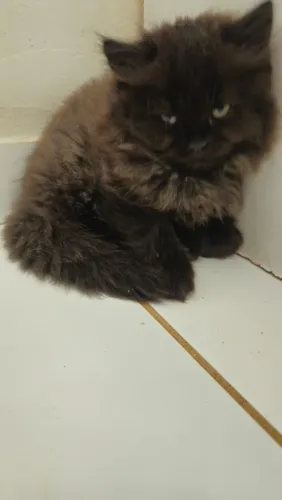 Lindo Gato Persa Disponível