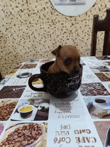 Pinscher fêmeas