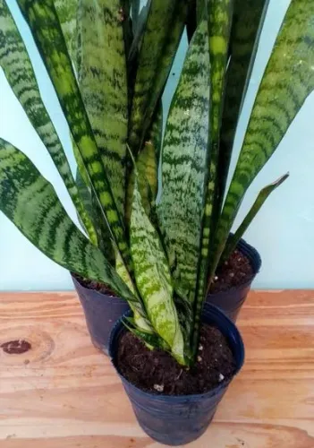 Mudas de Espada de S. Jorge 