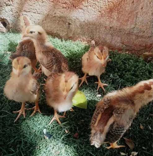 Pintinhos de Poedeira Embrapa 051