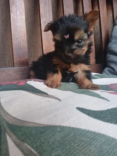 Yorkshire Terrier Fêmea..