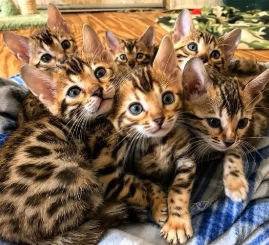 Gato Bengal Disponível 