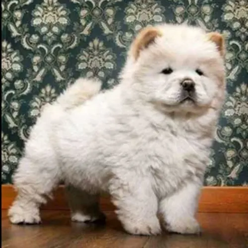 Chow Chow lingua roxa peludao
