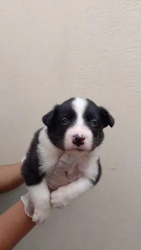 Filhote Border Collie, Prepare-se para uma vida cheia de amor e diversão!