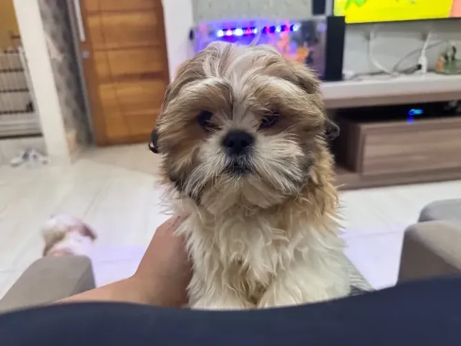 *filhote de Shih tzu já vacinado*