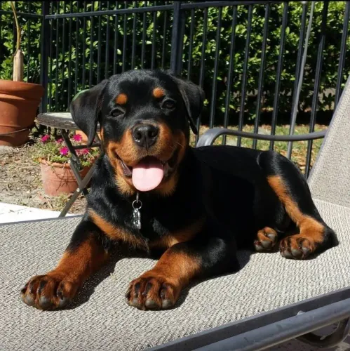 Filhote de Rottweiler olhar doce e a fúria de um protetor