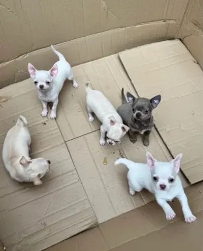 Chihuahua de pelo curto e pelo longo com todo suporte e qualidade!