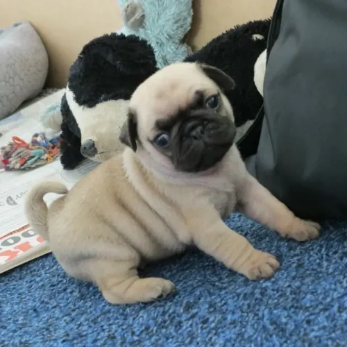 Filhotes de pug , o dia inteiro
