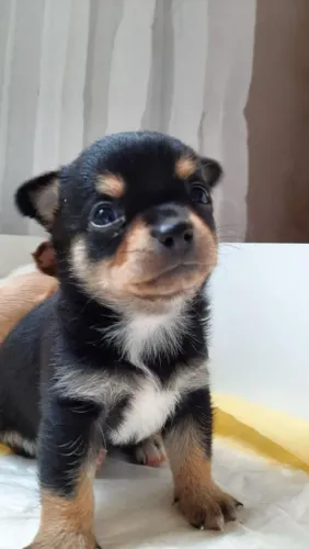  Chihuahua pequenino 