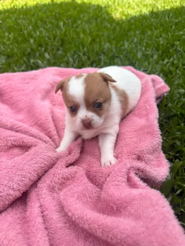 Chihuahua