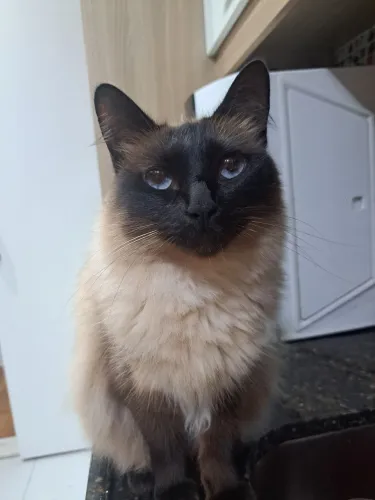 Doação de gata siamesa 