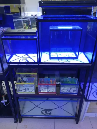 Aquário apart de 3 litros 