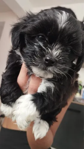 Shih Tzu filhote