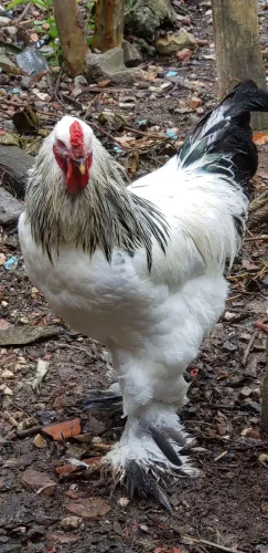 OVO FÉRTIL DE GALINHA BRAHMA LIGHT