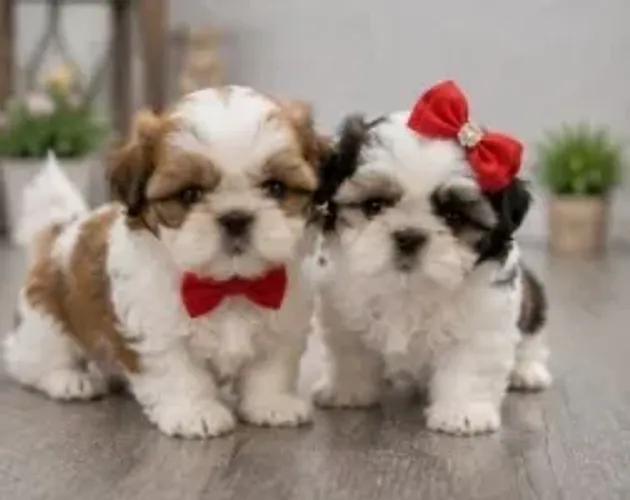 Filhote de cachorro Shih tzu/ shihtzu temperamento doce e afetuoso