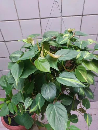 Planta Jiboia Verde Clássica (Epipremnum aureum)
