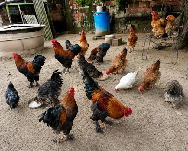 Galinha e galos saudáveis com boa plumagem ?