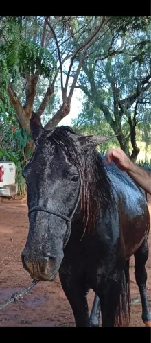 Vendo cavalo preto 