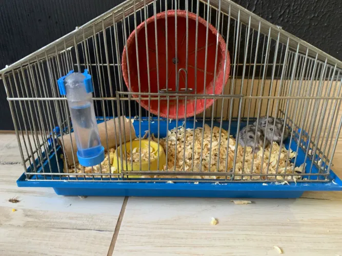 Hamster anão