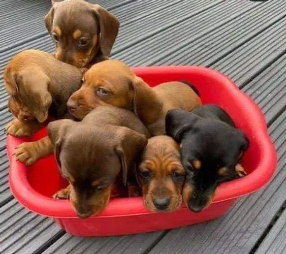 Dachshund