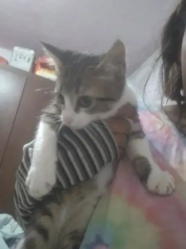 Doação gato