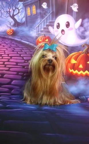 Yorkshire Terrier atrás de NAMORADA