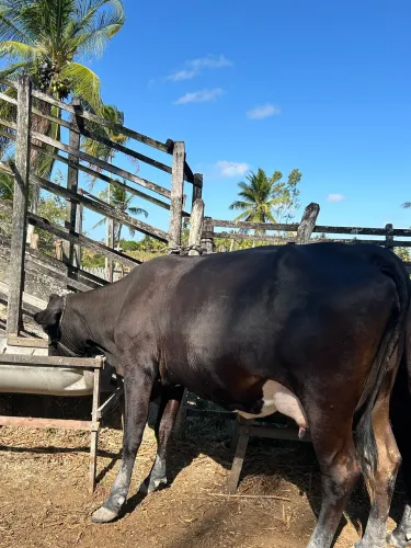 Venda de vaca leiteira 
