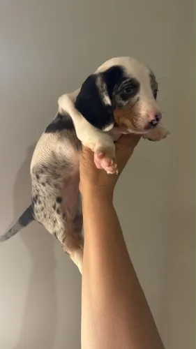 Dachshund fêmea de excelente linhagem