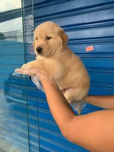 Golden Retriever- Seu novo melhor amigo- Daniela