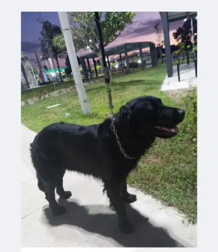Doação responsável de Golden labrador