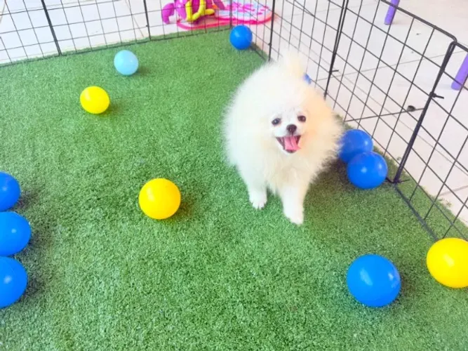 Spitz Alemão Lulu