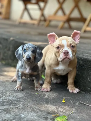 Dachshund miniatura cor rara